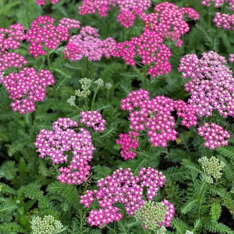 ACHILLEA MILLY ROCK ROSE