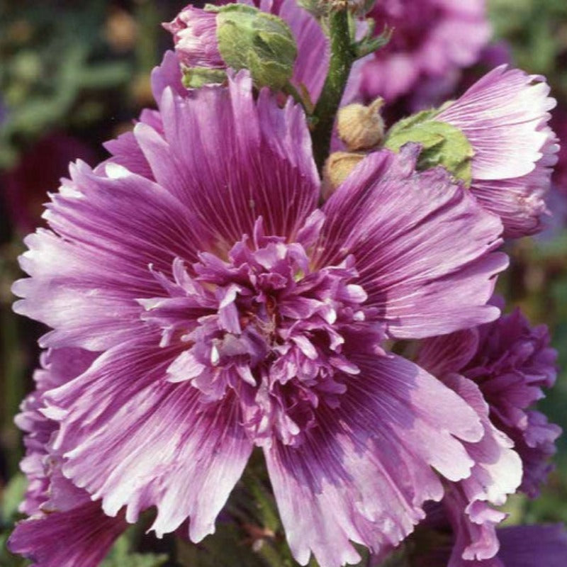 HOLLYHOCK QUEENY PURPLE