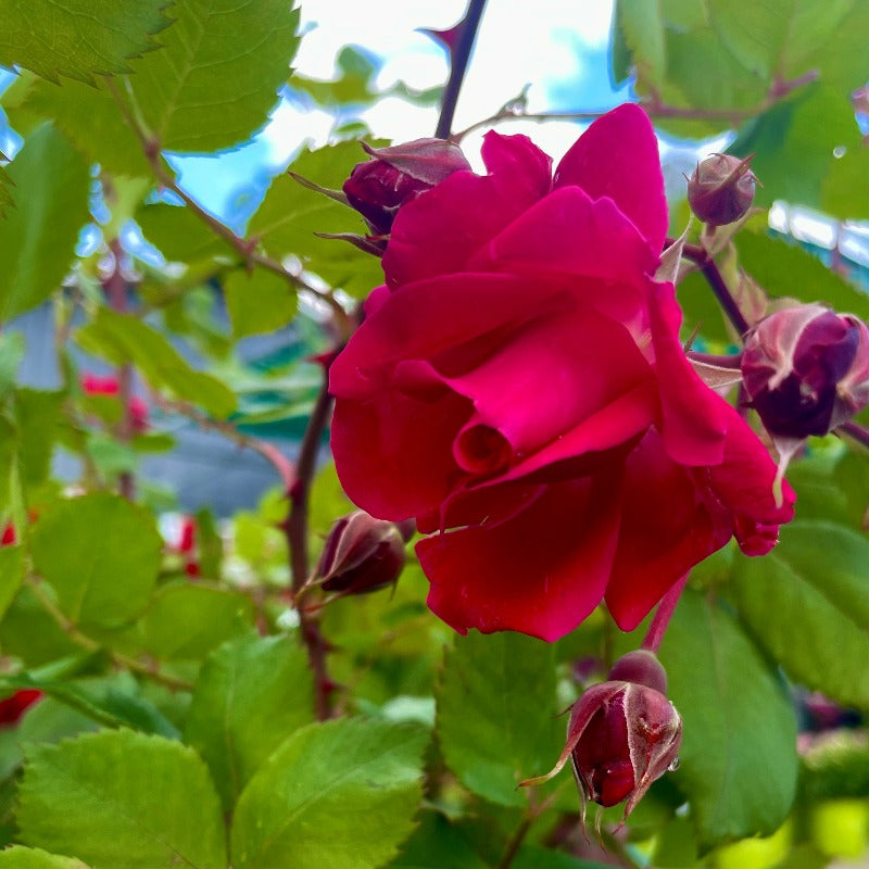 ROSE EXPLORER ALEXANDER MACKENZIE