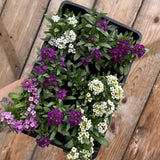 Alyssum