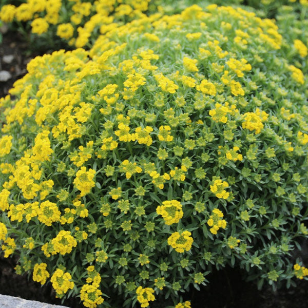 ALYSSUM GOLDEN SPRING – Knippel Garden Centre