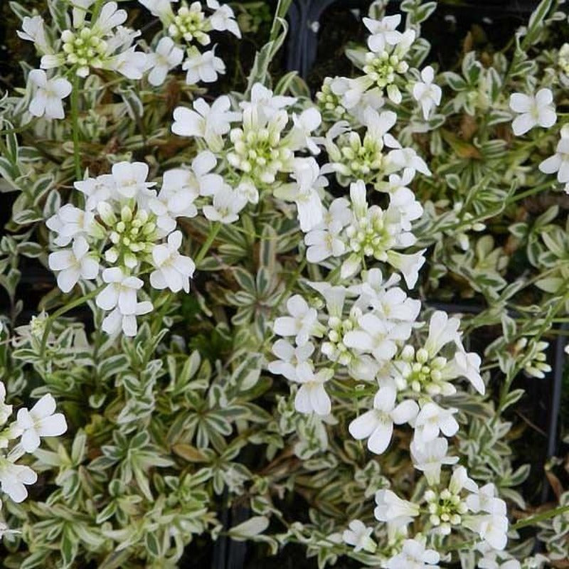 Variegated Rocks ALPINE ROCK CRESS VARIEGATED – Knippel Garden Centre