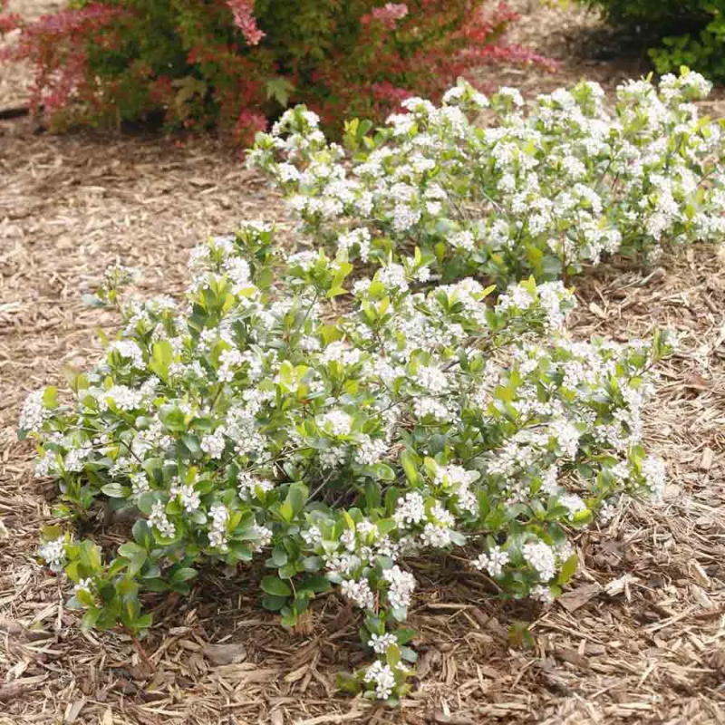 CHOKEBERRY LOW SCAPE MOUND