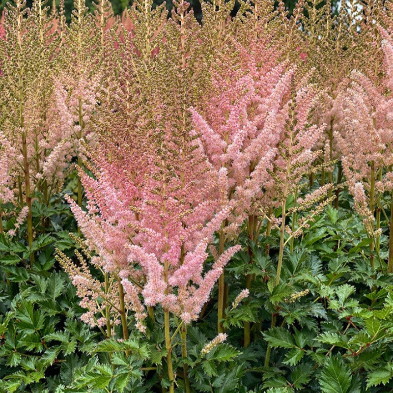 ASTILBE SATIN PEARLS