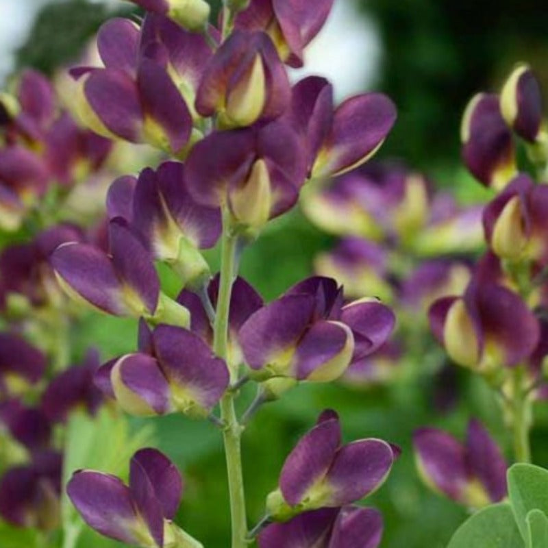 BAPTISIA GRAPE TAFFY Knippel Garden Centre