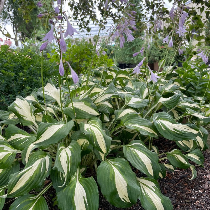 Hosta Beach Rocks HOSTA BEACH BOY – Knippel Garden Centre