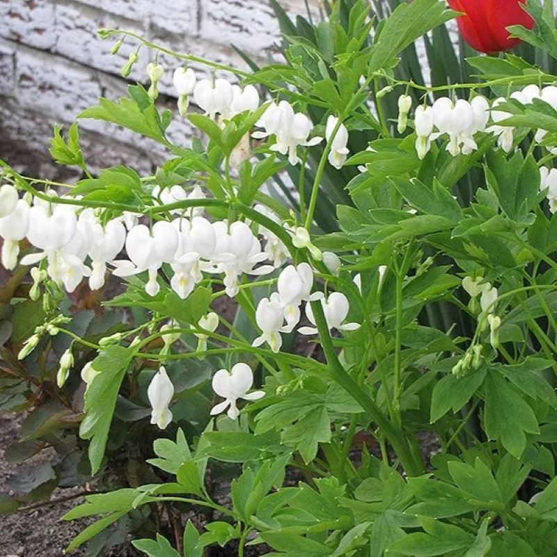 DICENTRA ALBA