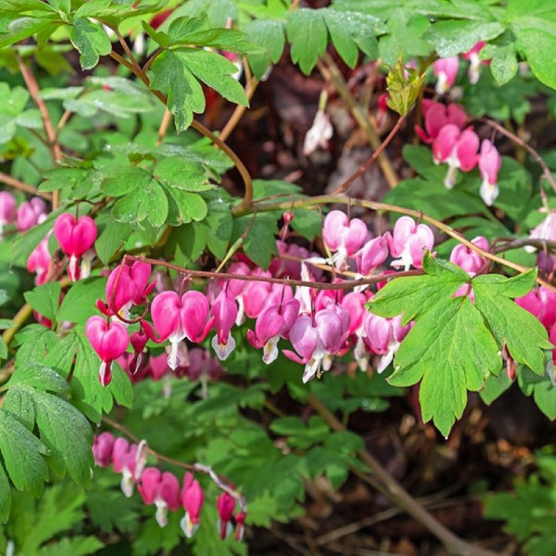 DICENTRA SPECTABILIS