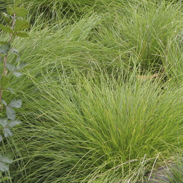 CAREX ROSEA