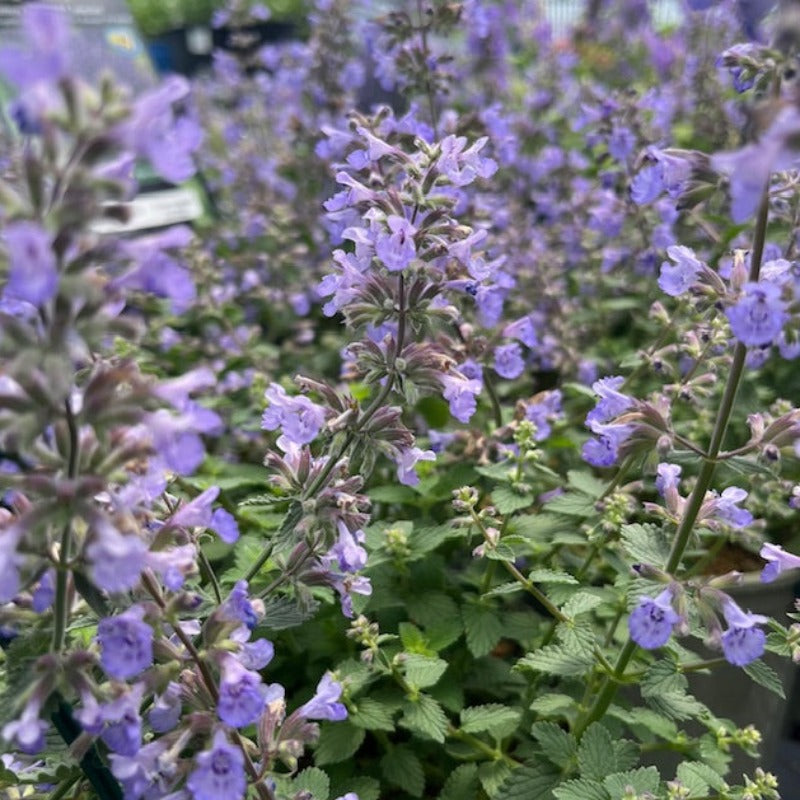NEPETA F.KITTEN AROUND – Knippel Garden Centre