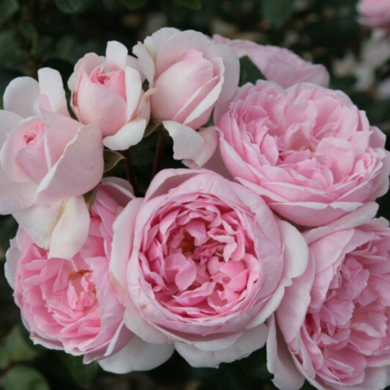 ROSE FLORIBUNDA CINDERELLA FAIRY TALE – Knippel Garden Centre