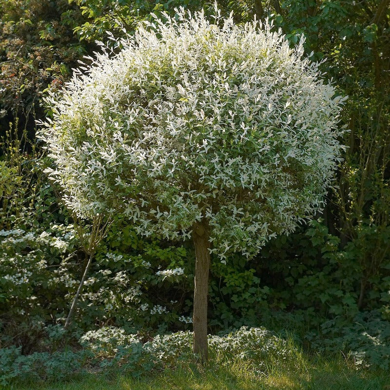 Dappled Willow Standard main image 1