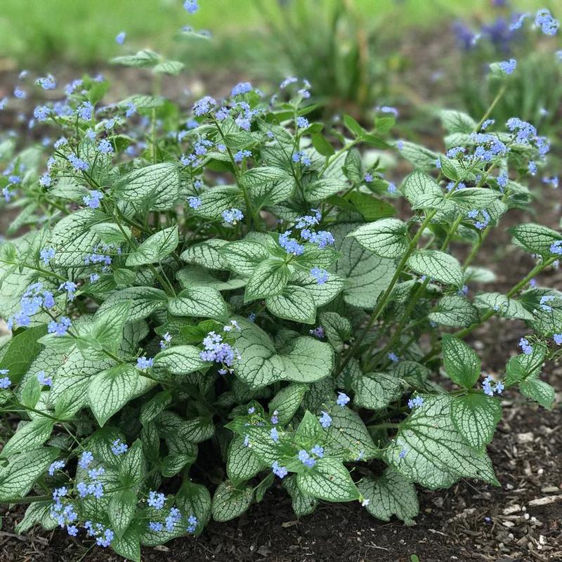 BRUNNERA SEA HEART – Knippel Garden Centre