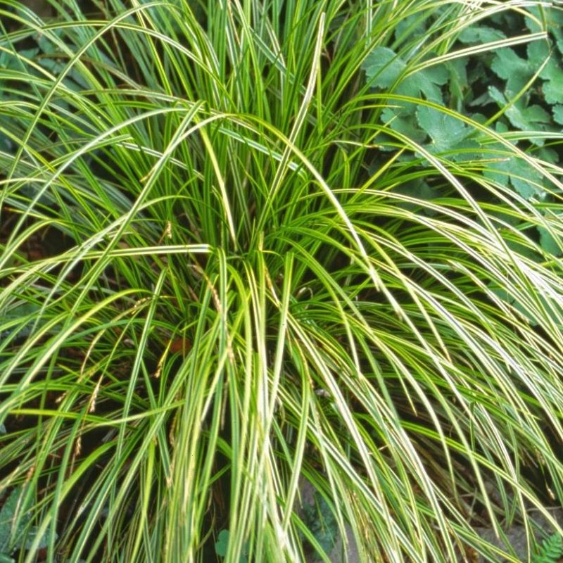 CAREX GOLD FOUNTAINS