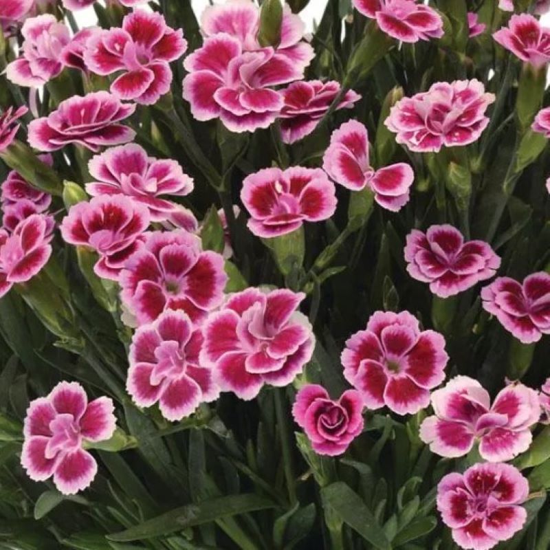 DIANTHUS PINK KISSES