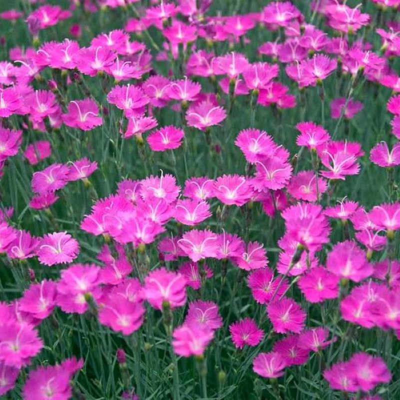 DIANTHUS FIREWITCH