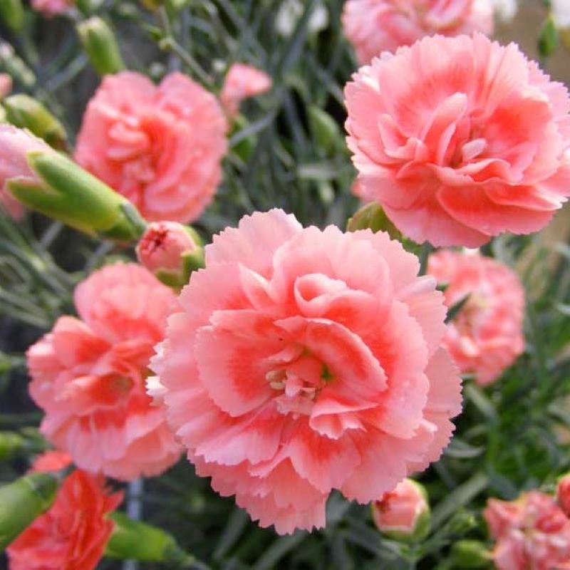 DIANTHUS ROMANCE