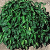 DOGWOOD KELSEY