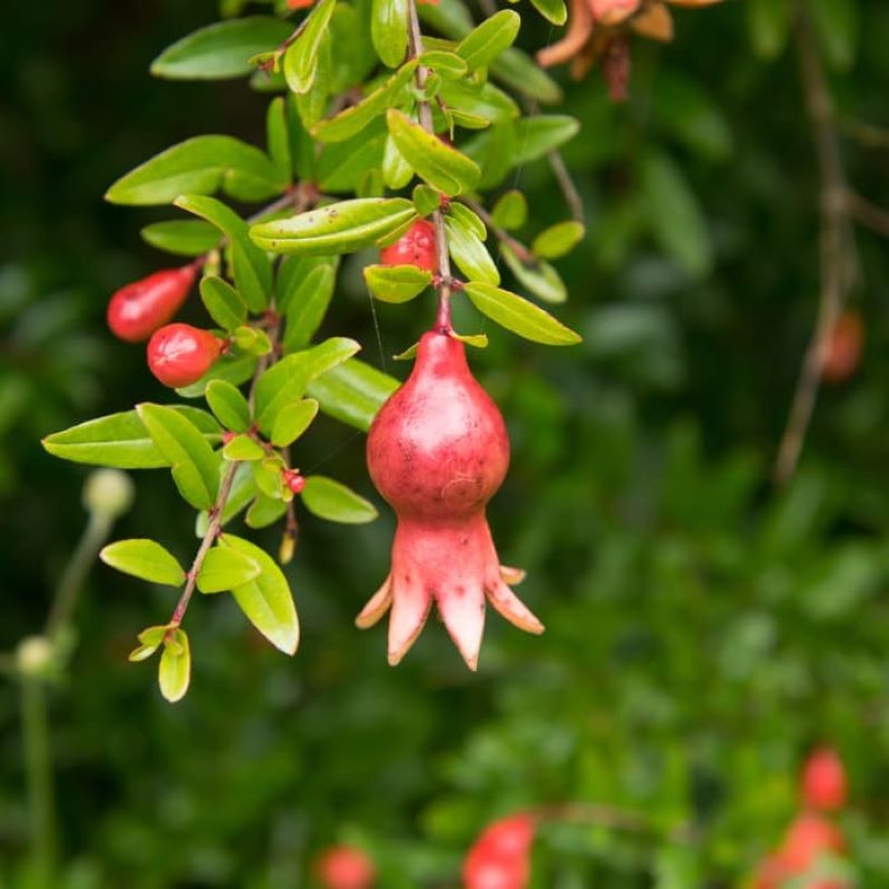 POMEGRANATE NANA DWARF