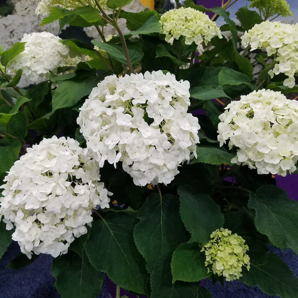 HYDRANGEA FLOWERFUL