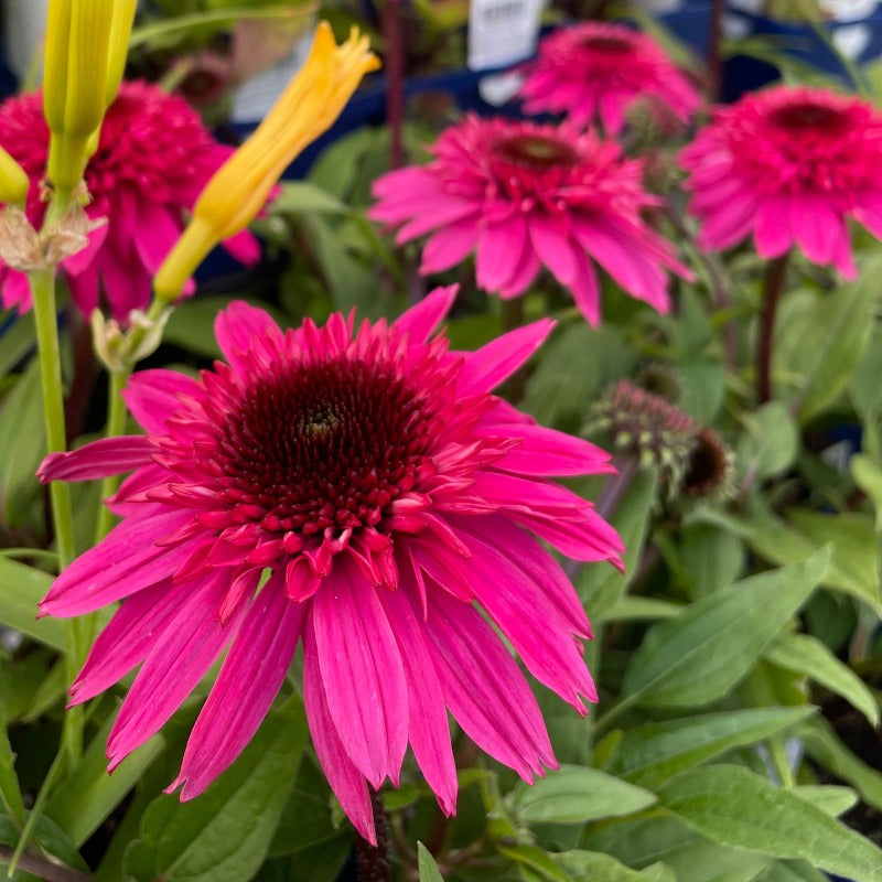 ECHINACEA RASPBERRY BERET – Knippel Garden Centre