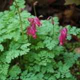 DICENTRA KING OF HEARTS