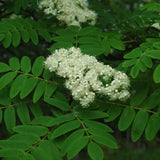 MOUNTAIN ASH CARDINAL ROYAL