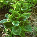 HOSTA FRANCES WILLIAMS