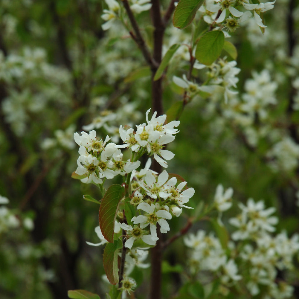 SASKATOON BERRY HONEYWOOD