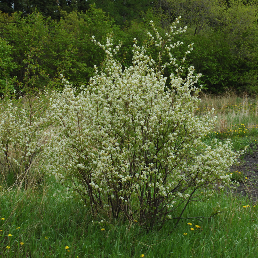 SASKATOON BERRY HONEYWOOD