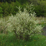 SASKATOON BERRY HONEYWOOD