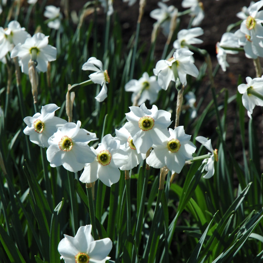 NARCISSUS POETICUS RECURVUS 
