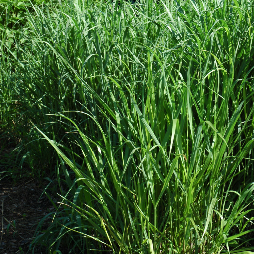 PANICUM VIRGATUM