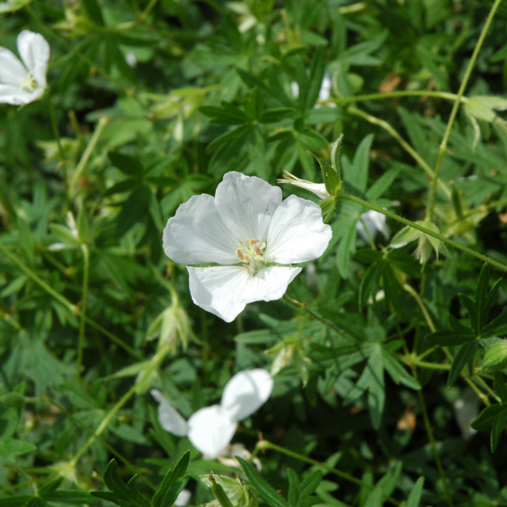 GERANIUM ALBUM