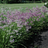 ALLIUM CERNUUM