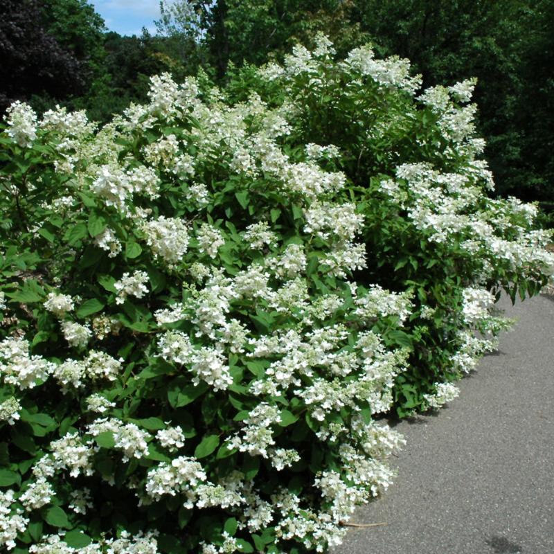 HYDRANGEA PINK DIAMOND