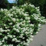 HYDRANGEA PINK DIAMOND