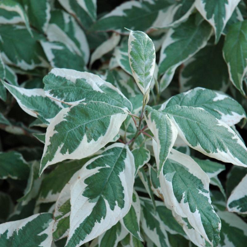 DOGWOOD IVORY HALO