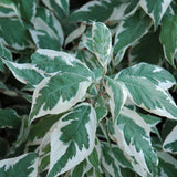 DOGWOOD IVORY HALO