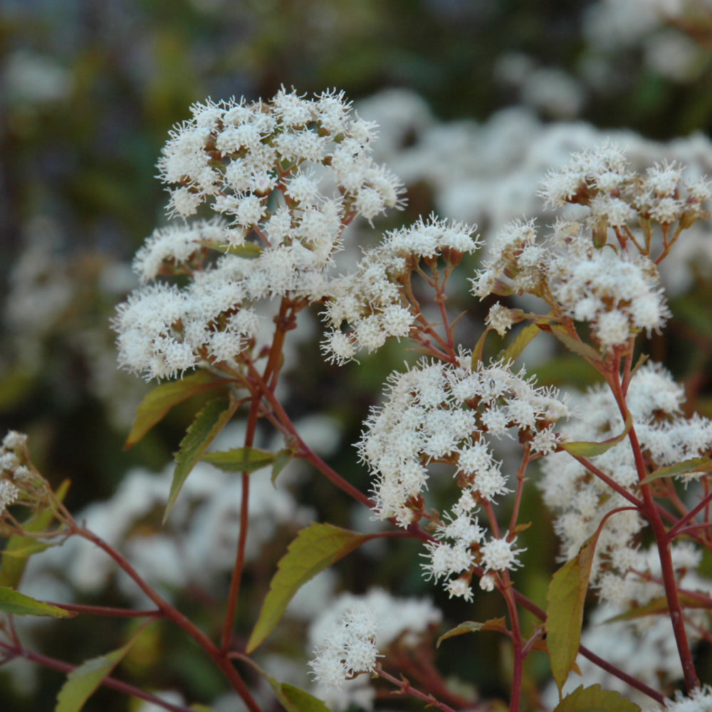 EUPATORIUM RU CHOCOLATE