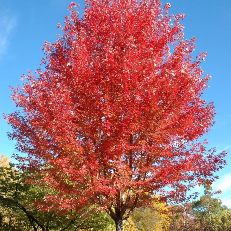 MAPLE AUTUMN BLAZE – Knippel Garden Centre