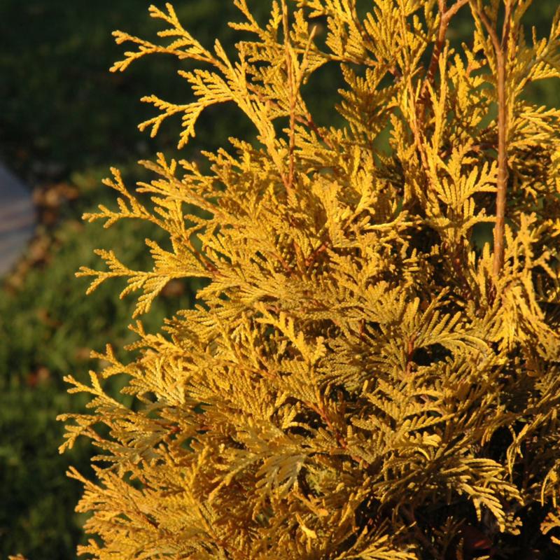 CEDAR YELLOW RIBBON