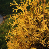 CEDAR YELLOW RIBBON