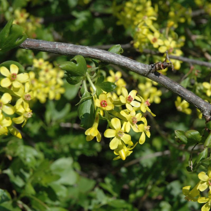 CURRANT GOLDEN