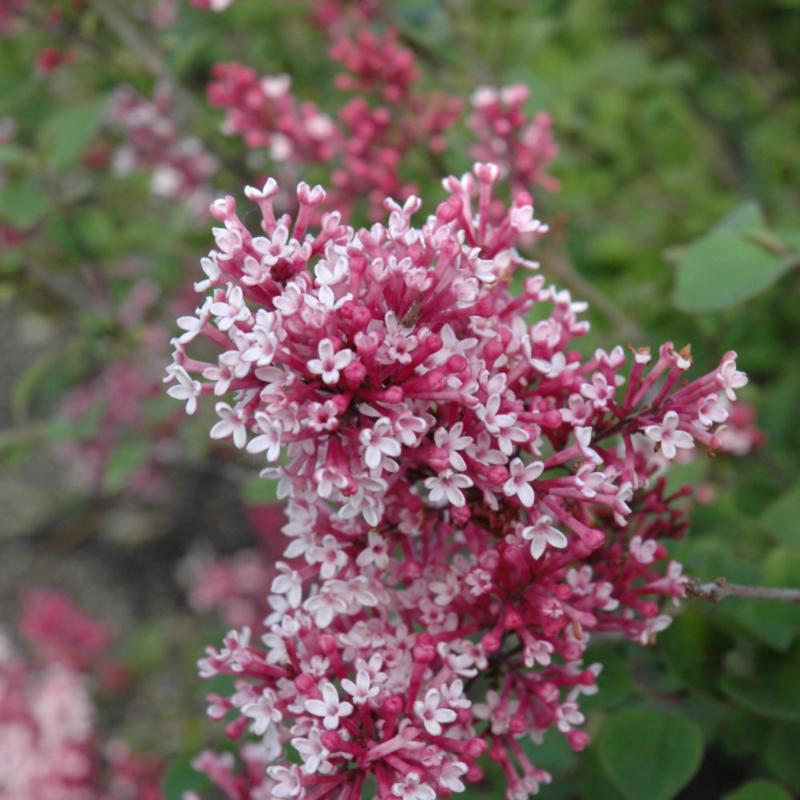 LILAC TINKERBELLE