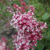 LILAC TINKERBELLE