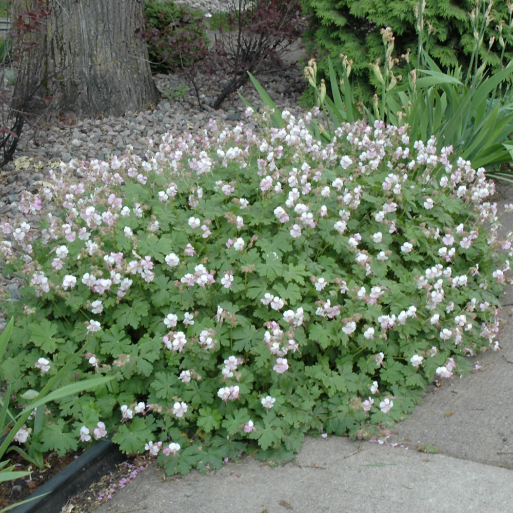 GERANIUM BIOKOVO