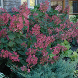 HYDRANGEA PINK DIAMOND