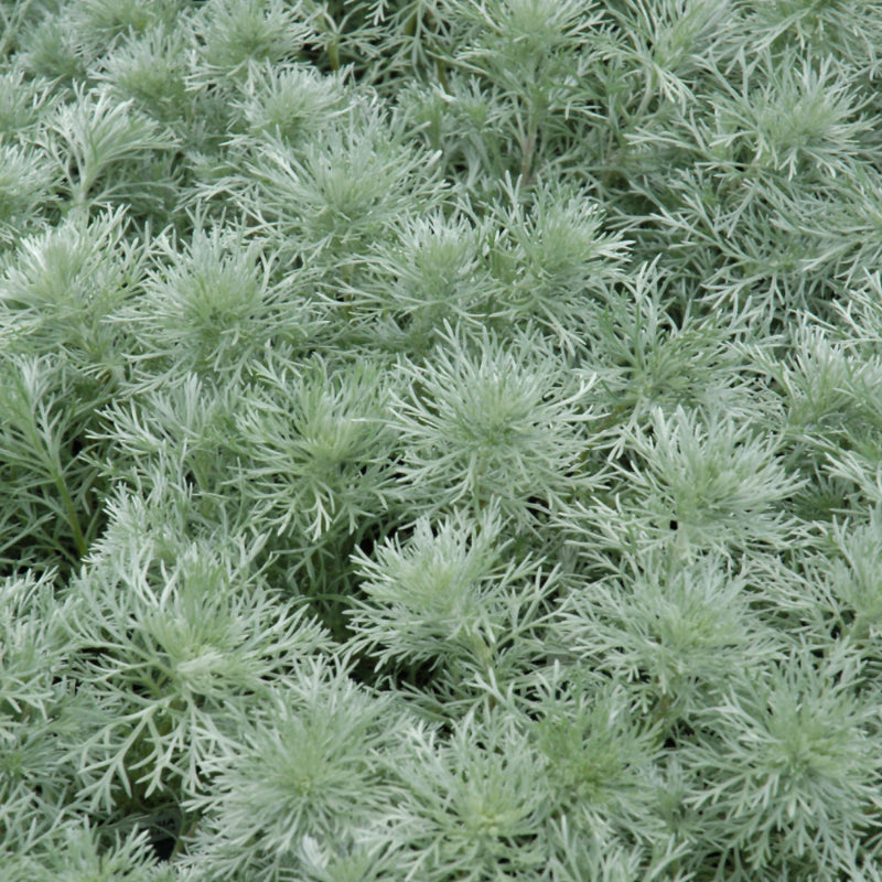 ARTEMISIA SILVER MOUND