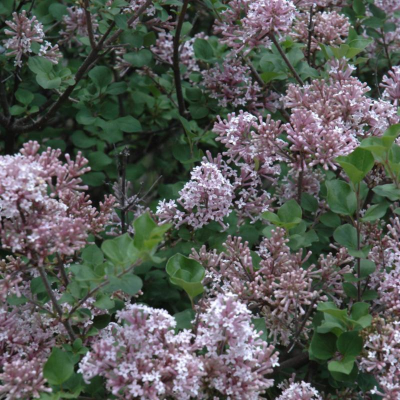 LILAC DWARF KOREAN – Knippel Garden Centre